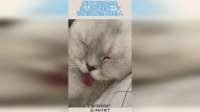 猫猫睡觉吐舌头，主人忍不住扯一下，讨厌没有边界感的人！