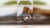 鳄鱼跟雄狮决斗，生死较量谁都不认输，最后一幕太残忍不敢看