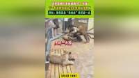 饲养员被小老虎偷袭，下一秒直接咬回去，小虎疼得龇牙咧嘴