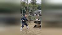 熊猫拔河摔翻饲养员，萌翻全场！