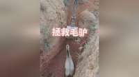毛驴误入深坑，挖掘机救援现场！