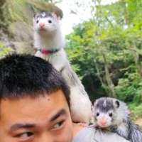花狐貂先生