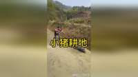 万万没想到！猪居然能耕地，跟着大姐在田