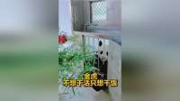 （考古）金虎:不想干活只想干饭