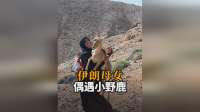 伊朗母女采蘑菇，偶遇小野鹿超治愈