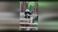 萌宠大冒险：熊猫与小动物的欢乐时光