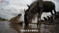尼罗鳄河边伏击角马，轮番突袭生死拉扯，场面太惨了