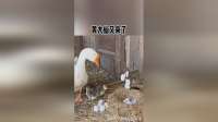 黄大仙又来了！！！