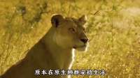 狮王惨遭枕边人背叛，派心腹前去追杀，誓要对卡莉母子斩草除根