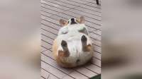 动物迷惑行为图鉴