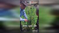 民警在开展罂粟踏查工作时 发现村民非法种植罂粟成株
