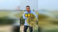 又到一年麦仁飘香季，趁着青涩正好带老爸下地收割，坐等老妈大展