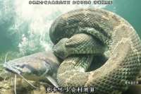 狠人为了拯救亚马逊雨林，决定主动被一条6米巨蛇活活吞下