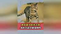 狸花猫为啥“养不熟”？难道真的不适合做宠物？