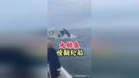 大鲸鱼撞翻轮船，劲太大了