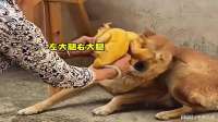 狗：有时候我也挺无奈