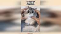 一只粘手的猫咪，加上毛发后，手感瞬间变好！