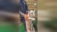 羊：我能动得了吗？搞笑配音
