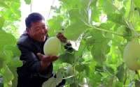 【中央媒体看民勤】温室种植错季采摘 甘肃民勤蜜瓜种植农户收入翻倍