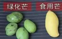 深圳一郊野公园里游客“玩命摘杨梅”？有采摘者爬至树冠较高位置，管理处回应