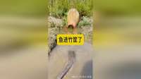 鱼进竹筐了，简直就是自投罗网