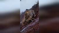 猎豹捕食小鹿