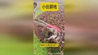 小伙耕地，居然是用手扶拖拉机来完成