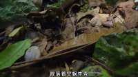 几百条小腿，也终究干不过手上有两钳的