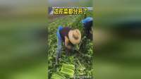 这形态都分开了，太浪费了吧