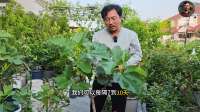 盆栽无花果初夏管理全教程来了：枝条、水肥、和促果方案都在这里
