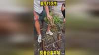 高手打花生，别看设备简陋