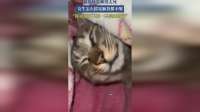 猫猫睡得太死，女生怎么摇晃都不醒，你永远叫不醒一只装睡的猫