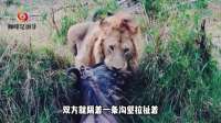 绝望角马带着狮子一起跳河！结果在水中被锁喉吃掉！剧痛蔓延伤口