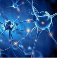 科学家用活体神经元完成计算任务，脑机融合迈出惊人一步
