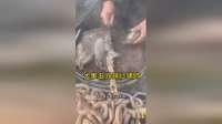山东大集5元辣炒猪肺，地道乡村美味太诱人