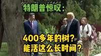 特朗普惊叹中南海400多年树龄树木
