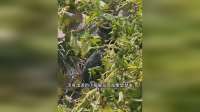 一只命运多舛的小猫咪，被小哥从河里打捞上来，从此逆天改变！