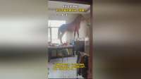 4岁马太调皮！ 趁人不备进屋大闹“拆家”