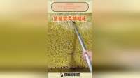 高效种植！看现代科技如何实现豆芽量产，满足市场高需求