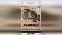 猫咪的实力太可怕了！不愧是萌宠第一猫，