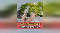 为什么现在种植蔬菜，已经不需要用土了？竟没有虫害和杂草？