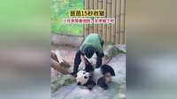 15秒最快收猫！奶爸与小月亮的幸福瞬间