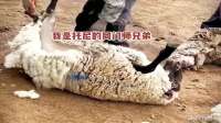 托尼的同门师兄，差不了多少