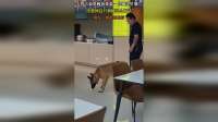 男子看见顾客带着一只狗买早餐，“没想到这只狗能这么听话”