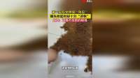 第一反应觉得很“残忍”，镜头抬起时却十分“凉快”