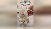 主人给猫咪倒酒，猫咪也是喝上 茅台了，彻底走上人生巅峰！