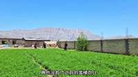 老太婆在家横行霸道，阿里出手教训老太婆，阿丽玛前来帮老太婆10