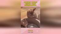 两只黄猫除了生黄色的，居然还有一只黑的，怀疑是黑猫不安好心！