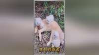 流浪猫妈妈濒死边缘，救助人员拼死抢救