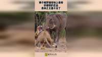狮子被野猪按地上暴揍，好硬核的反击，森林之王面子没了！